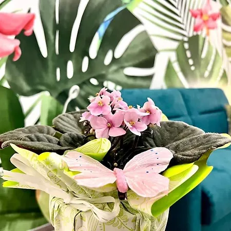 Loft Deluxe Metro Bengasi Daire